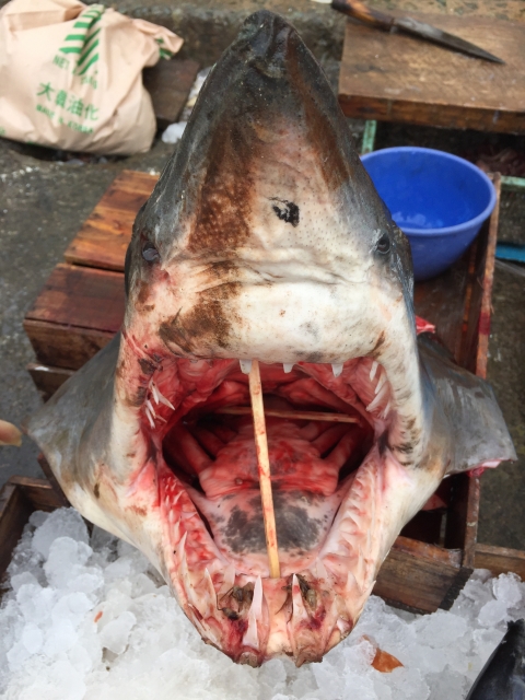 海に潜む危険生物 鮫の対処法 Logi ブログ