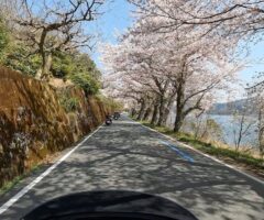 海津大崎の桜のトンネルが凄いことに