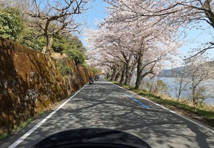 海津大崎の桜のトンネルが凄いことに